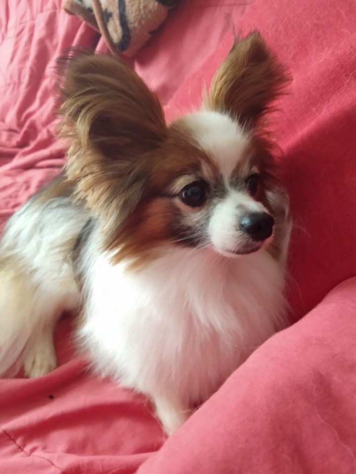 Papillon Rescue UK Rescuing and Rehoming Papillons and Phalenes in the UK