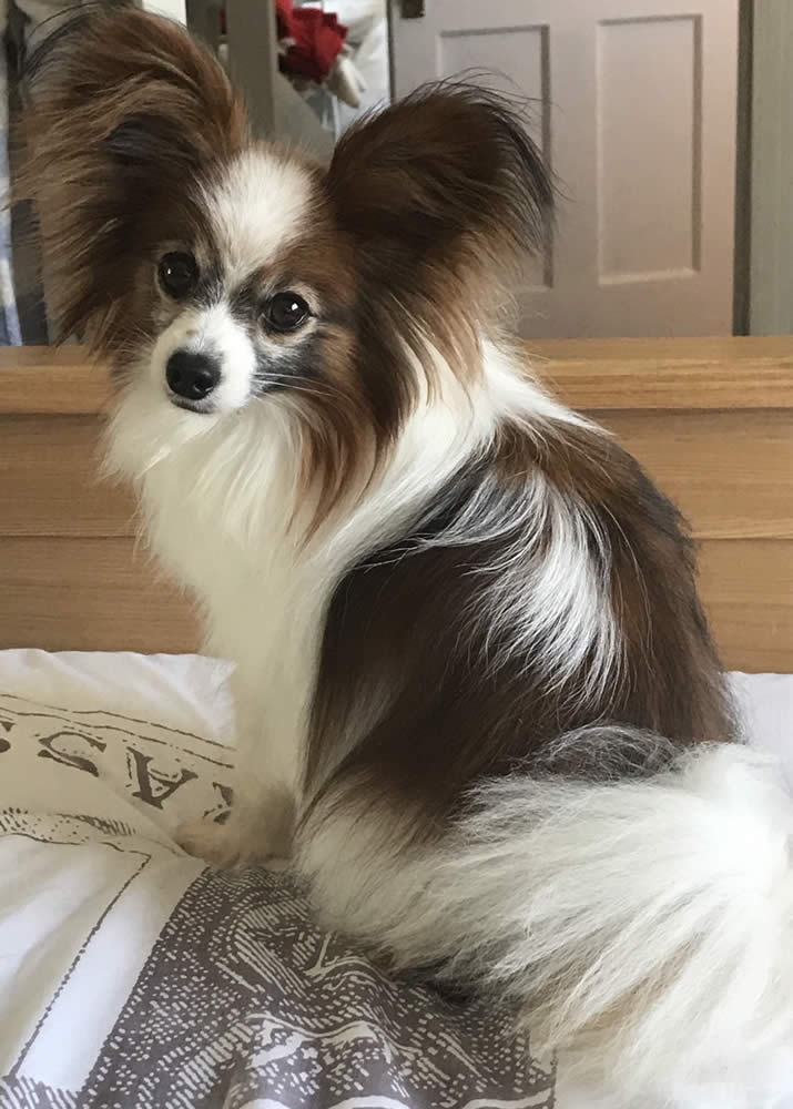 Papillon Rescue UK Rescuing and Rehoming Papillons and Phalenes in the UK